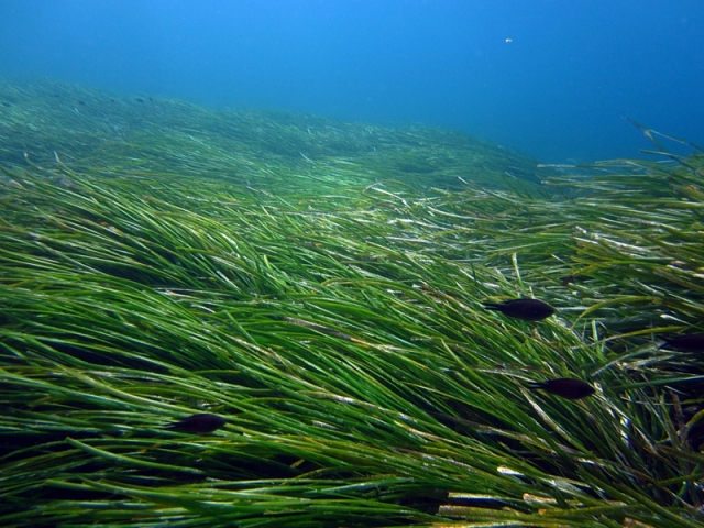  Viaje de buceo a Lavandou